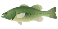Largemouth Bass
