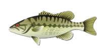 Redeye Bass Species