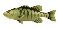 Suwannee Bass