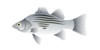 White Bass